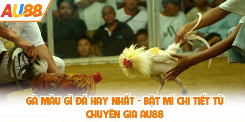 gà màu gì đá hay nhất